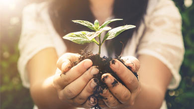 Plant in hands